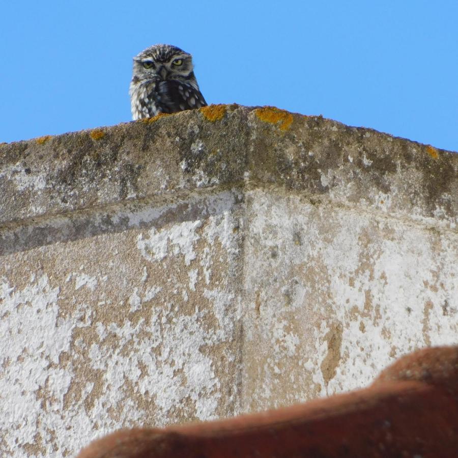 The Little Owls Nest คาสโตร เวร์เจอ ภายนอก รูปภาพ